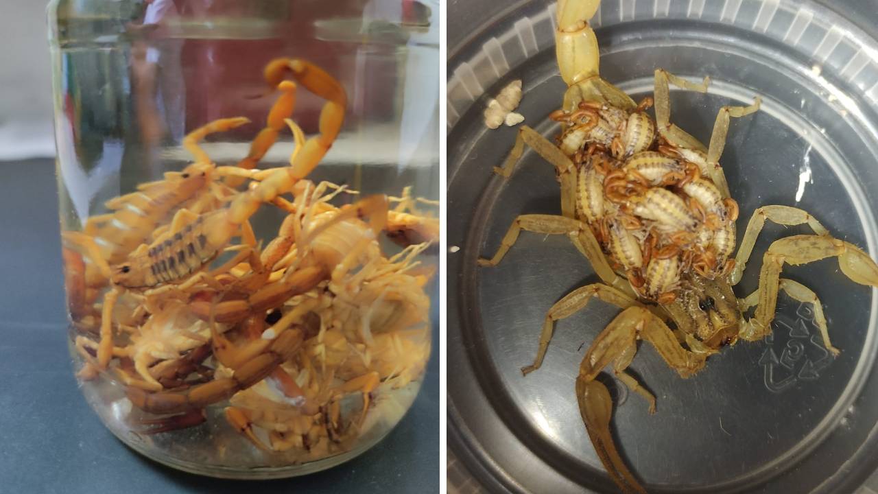 Guanajuato reporta disminución de casos de alacranismo durante 2025